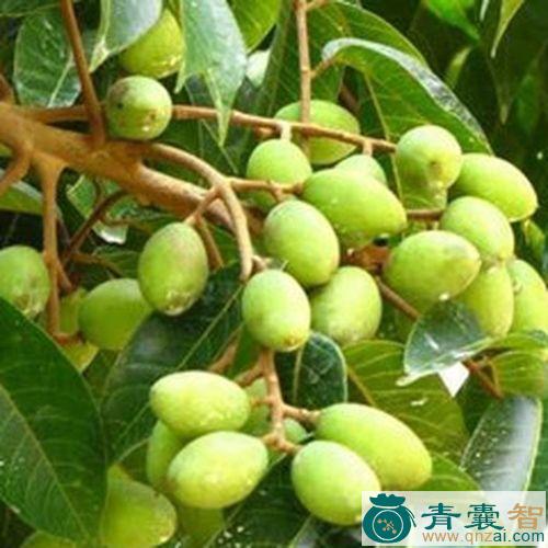 中药材白金古榄图片