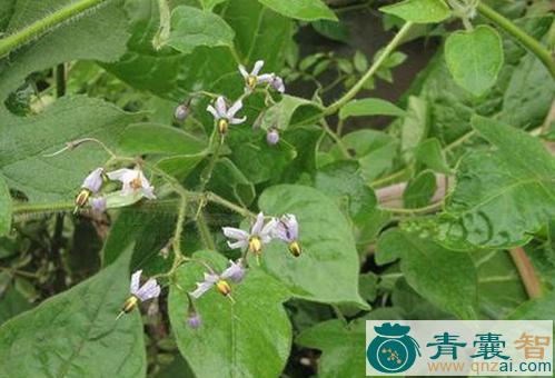 中药材白雌雄草图片