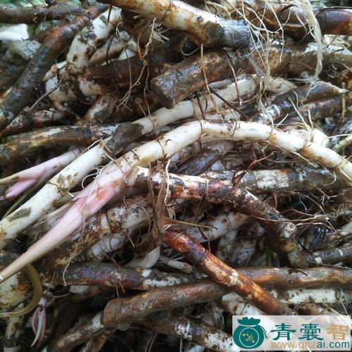 中药材白面姑图片
