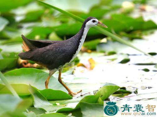 中药材白面水鸡图片