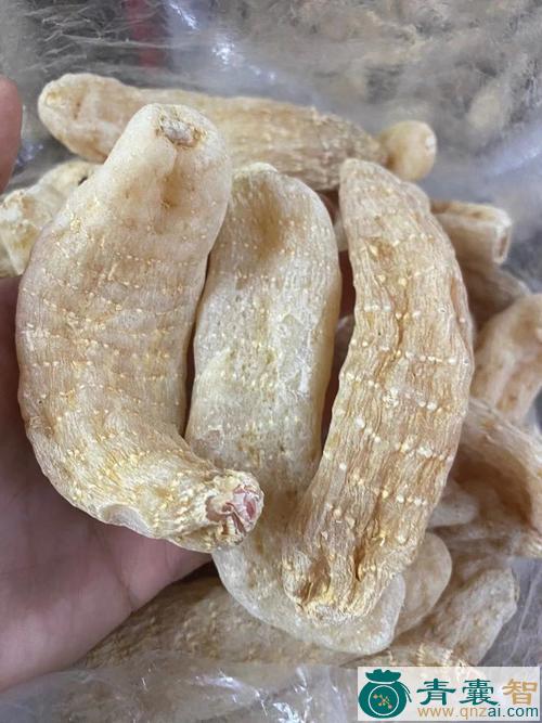 中药材白面麻图片