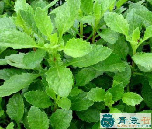 中药材白风轮菜图片