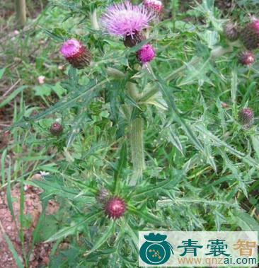 中药材白马刺图片