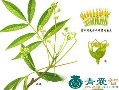白骨走马的性味归经以及功效用法和注意事项-青囊智