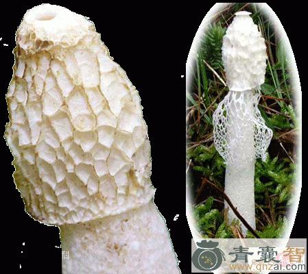 中药材白鬼笔图片