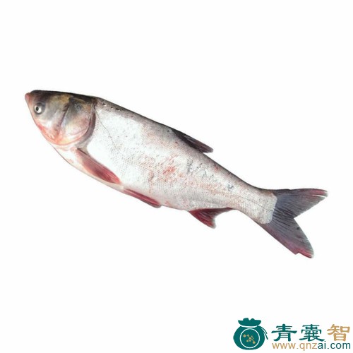 中药材白鲢图片