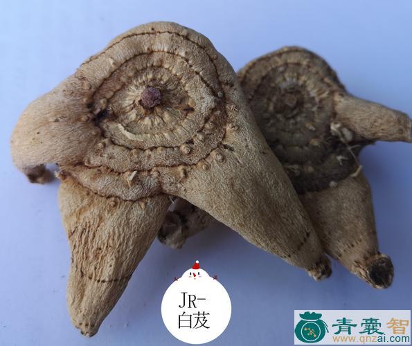 中药材白鳍图片