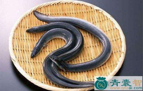 中药材白鳗图片