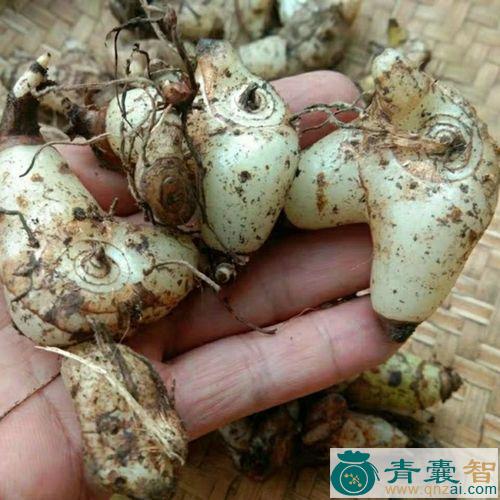 中药材白鸡婆捎图片