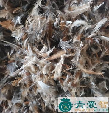 中药材白鸡毛图片