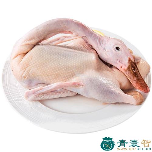 白鸭肉的性味归经以及功效用法和注意事项-青囊智