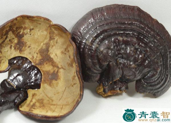 中药材白鹤灵芝图片