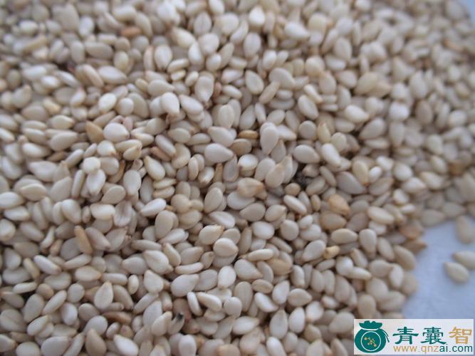 中药材白麻图片