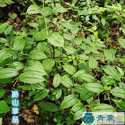 中药材白龙须图片
