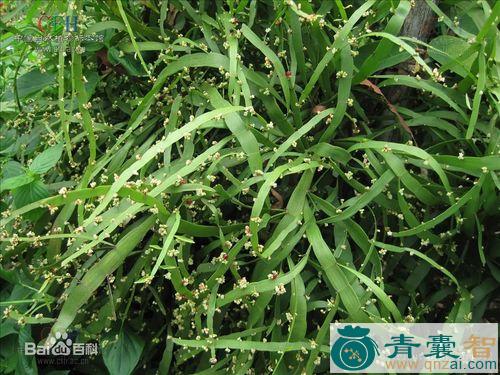 中药材百脚草图片