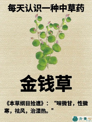 中药材百草曲图片