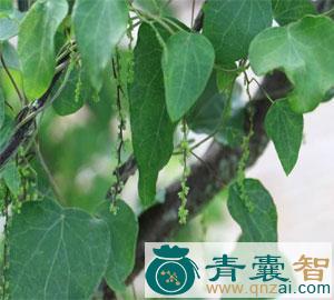 百解藤的性状性味归经以及功效用法-青囊智