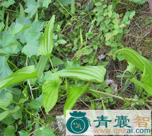 中药材百部还魂图片