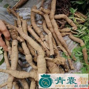中药材皮消图片
