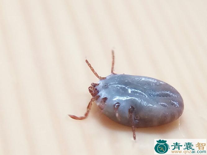 皮虫的性味归经以及功效用法-青囊智