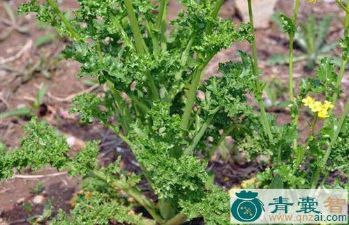 中药材皱叶芥图片