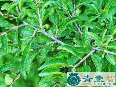 中药材皱叶鼠李图片