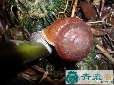 皱巴坚螺的以及功效用法-青囊智