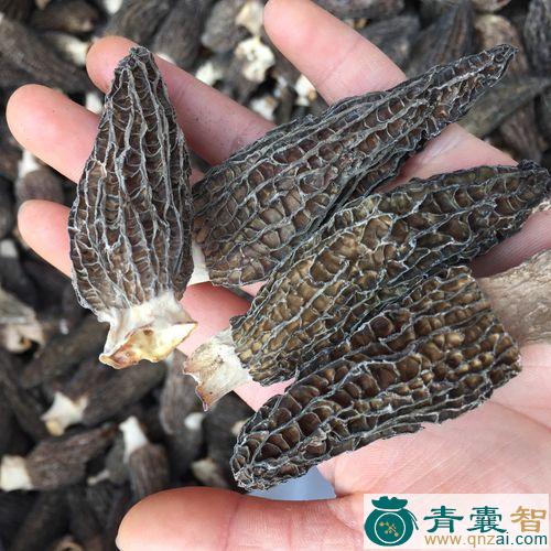 中药材皱柄羊肚菌图片