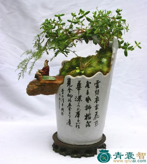 中药材盆架树图片