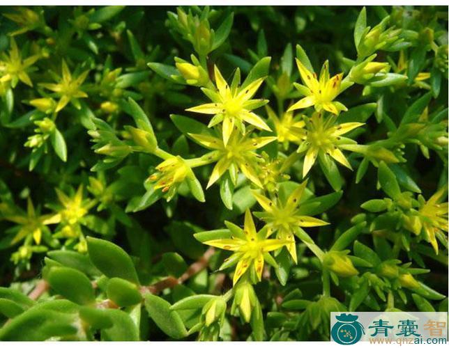 盆荽的性状性味归经以及功效用法-青囊智