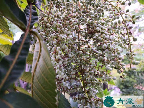 中药材盐树图片