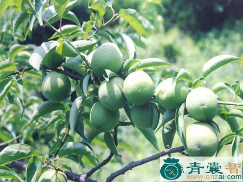 中药材盐梅图片