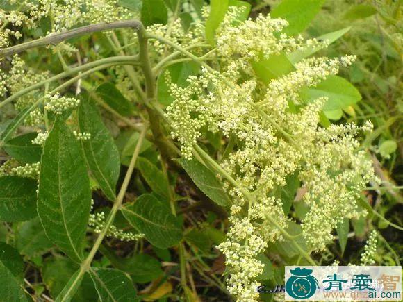 盐肤木根的性味归经以及功效用法-青囊智