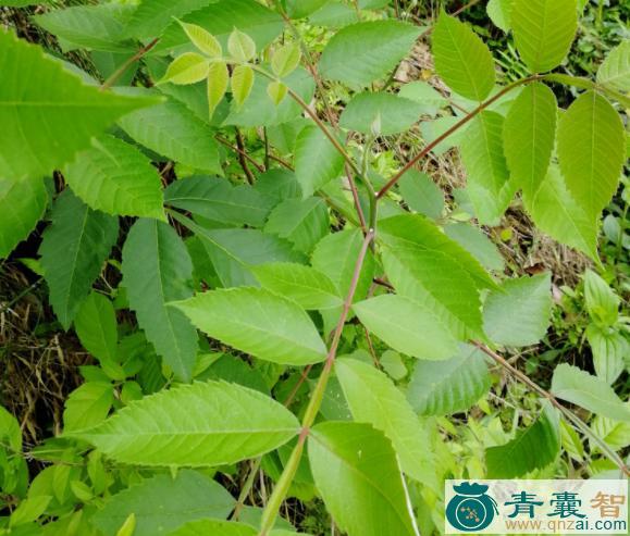 中药材盐肤木皮图片