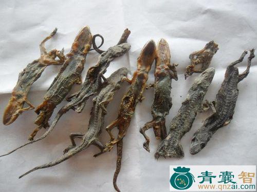 中药材盐蛇图片
