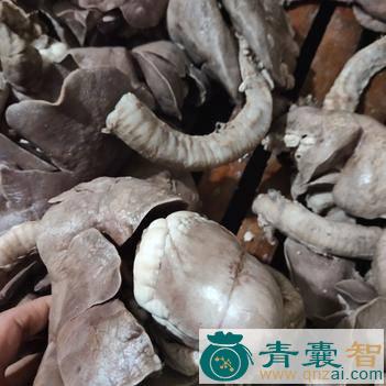 中药材盘羊肺图片