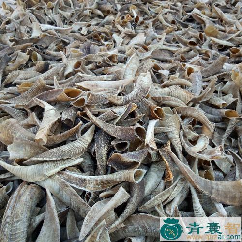 中药材盘羊角图片