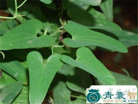 中药材盘脚莲图片