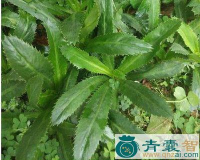 中药材直刺山芹菜图片