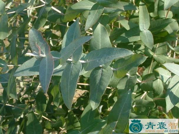 中药材直杆蓝桉叶图片