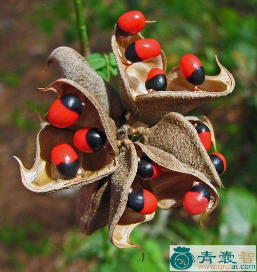 中药材相思子藤图片