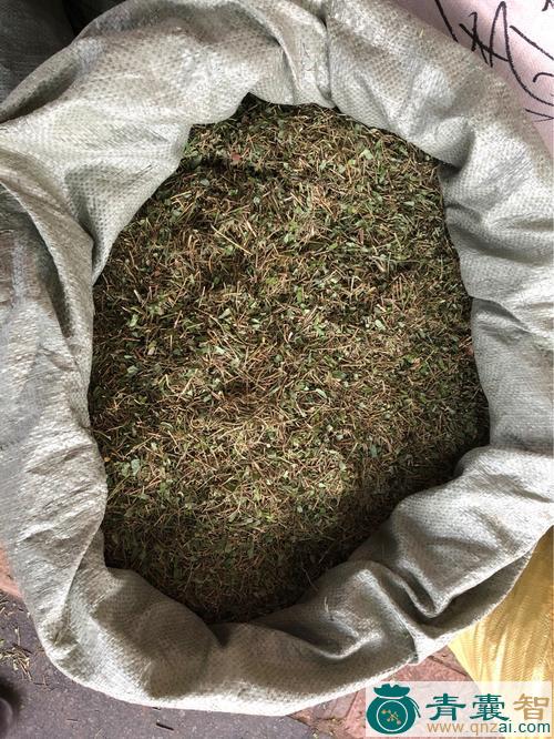 相思藤的性状性味归经以及功效用法-青囊智