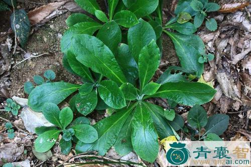 中药材盾果草图片