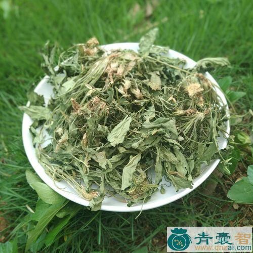 中药材省丁草图片