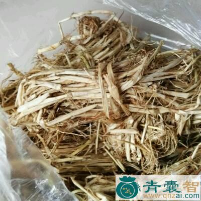 省沽油根的性味归经以及功效用法和注意事项-青囊智