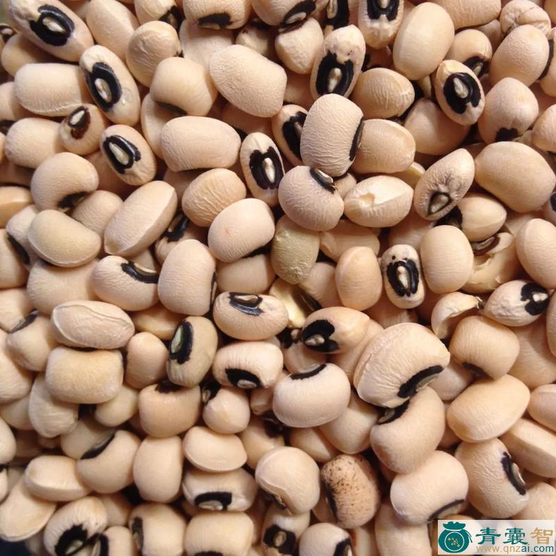 中药材眉豆图片