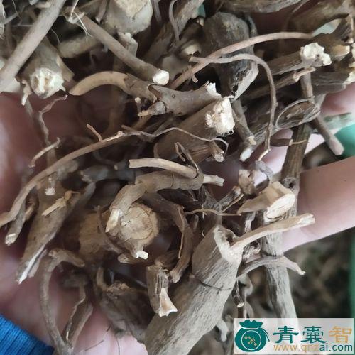 中药材真珠凉伞图片