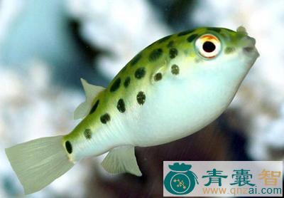 中药材眼斑河豚图片