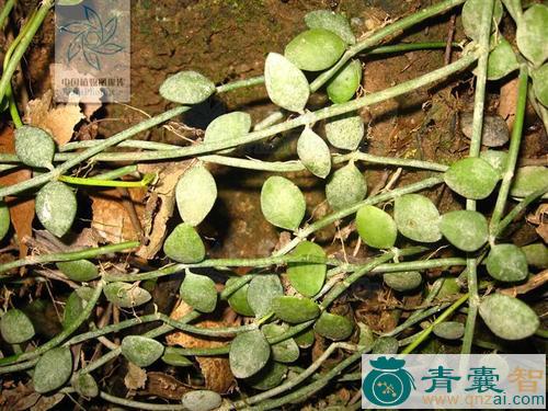 中药材眼树莲图片