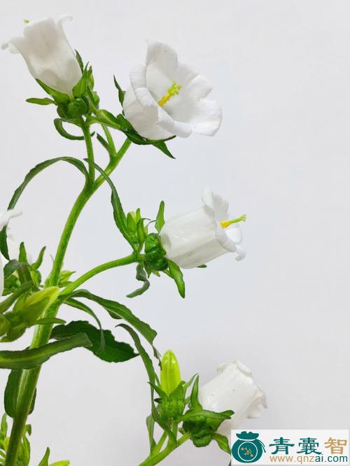 中药材着色风铃草图片